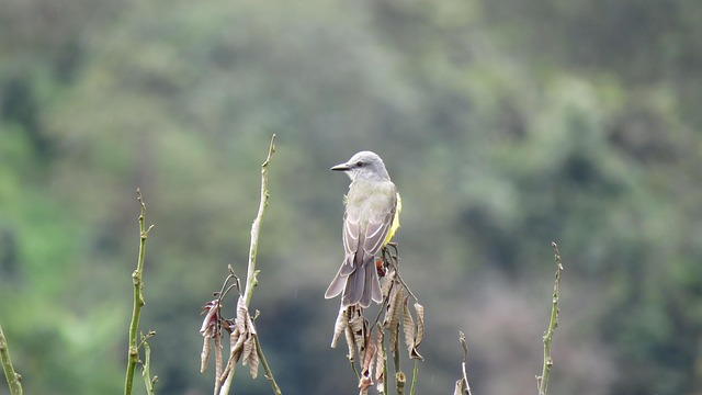 Free Bird Sierra photo and picture