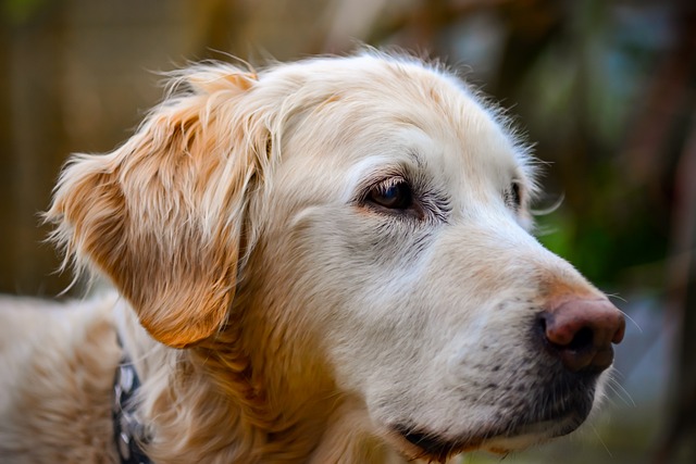 Golden Retriever, Haustier, Porträt