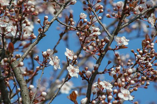 Jaro, Bloom, Květinová Tapeta, Květiny