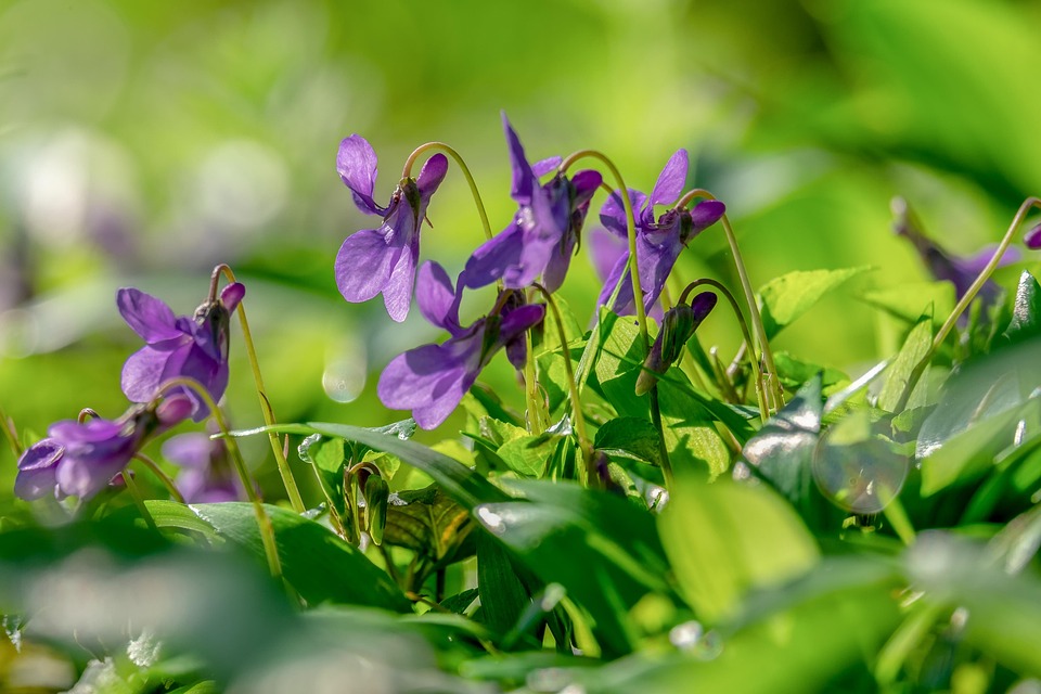 Violette Di Bosco, Viola, Fiore, Fragranza, Pianta