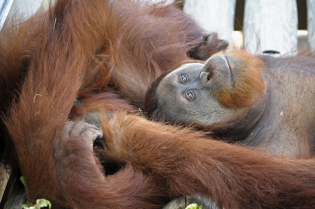 Free Orangutan Animal photo and picture