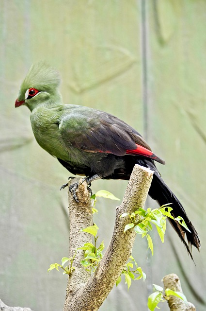 Free Guineaturaco Nature photo and picture