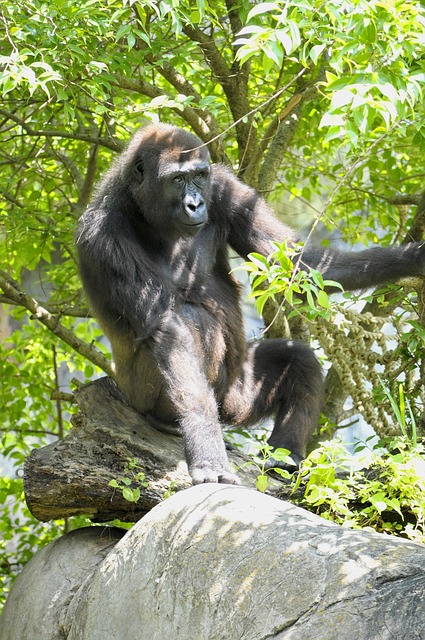 Free Western Lowland Gorilla Ape photo and picture
