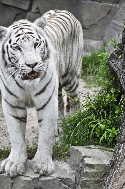 Free Tiger Two photo and picture