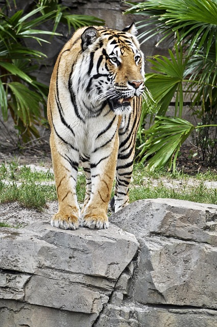 Free Tiger Two photo and picture