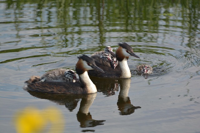 Free Grebe Bird photo and picture