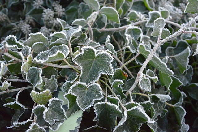 Free Winter Freezing photo and picture