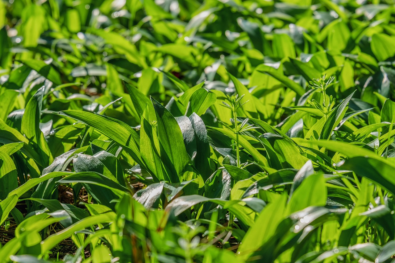 300+ kostenlose Bärlauch und Natur-Bilder - Pixabay 300+ kostenlose Bärlauch und Natur-Bilder - Pixabay