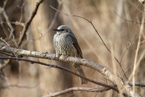 Pájaro, Invierno, Naturaleza, Nuevo
