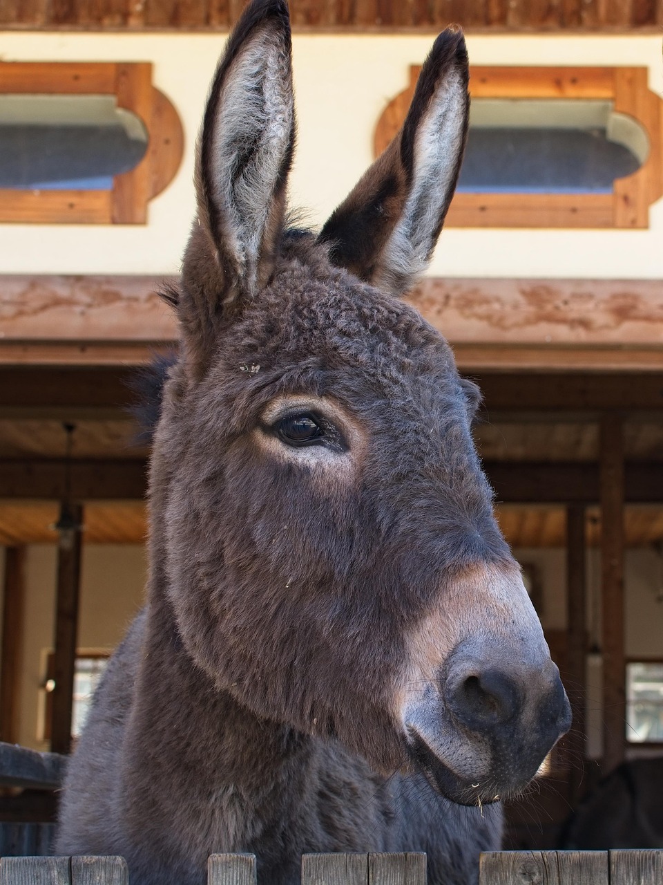 Donkey Head Ears Pack Free photo on Pixabay Pixabay