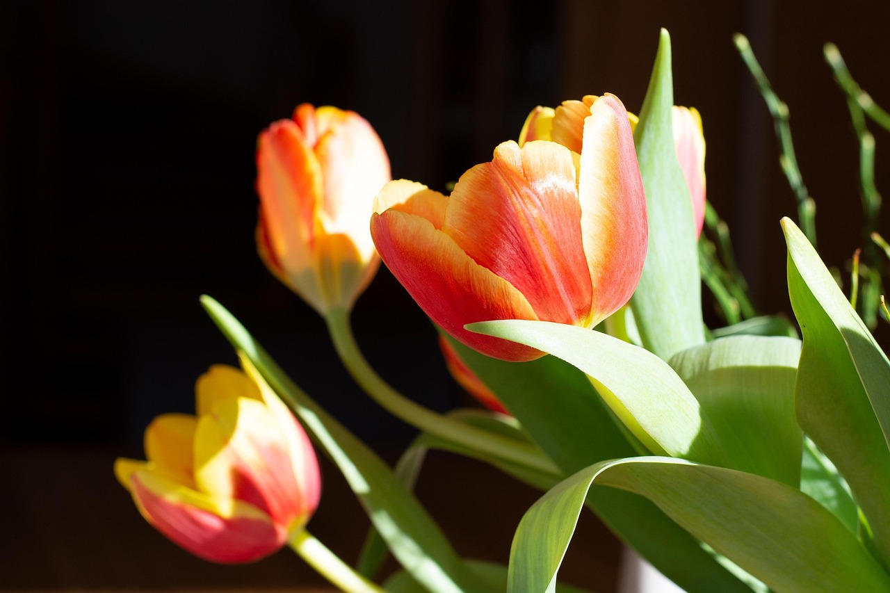 ดอกทิวลิป ดอกไม้ ฤดูใบไม้ผลิ - ภาพฟรีบน Pixabay - Pixabay