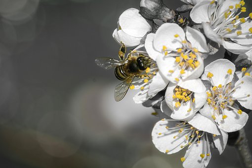 Schwarz Weis, Gelb, Biene, Insekt, Blüte