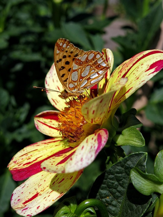 Dahlia Butterfly Strings Game - Free photo on Pixabay - Pixabay