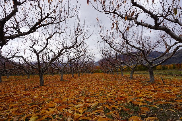 Free Wine Wine Making photo and picture