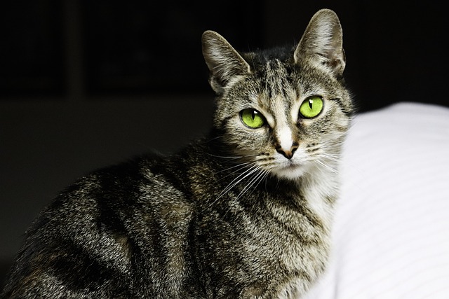 Free Cats Domestic Animal photo and picture