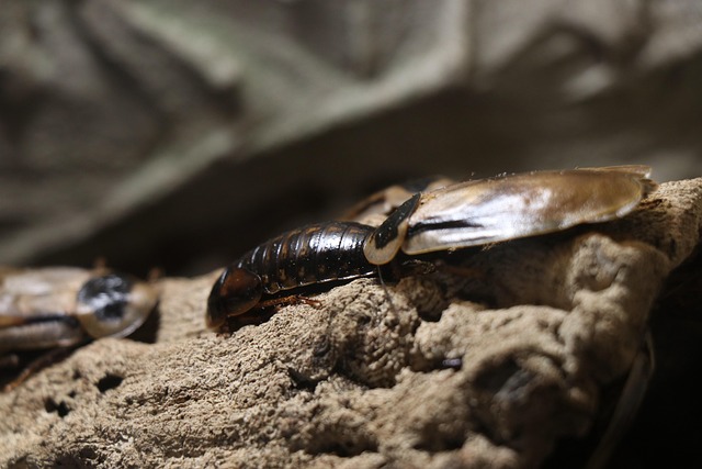 Free Hissing Cockroach Insect photo and picture