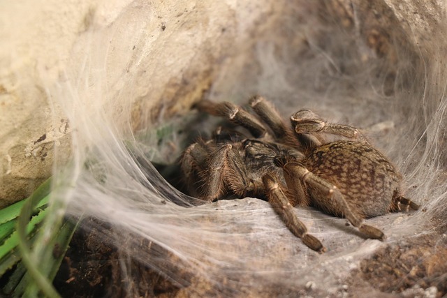 Free Spider Close Up photo and picture