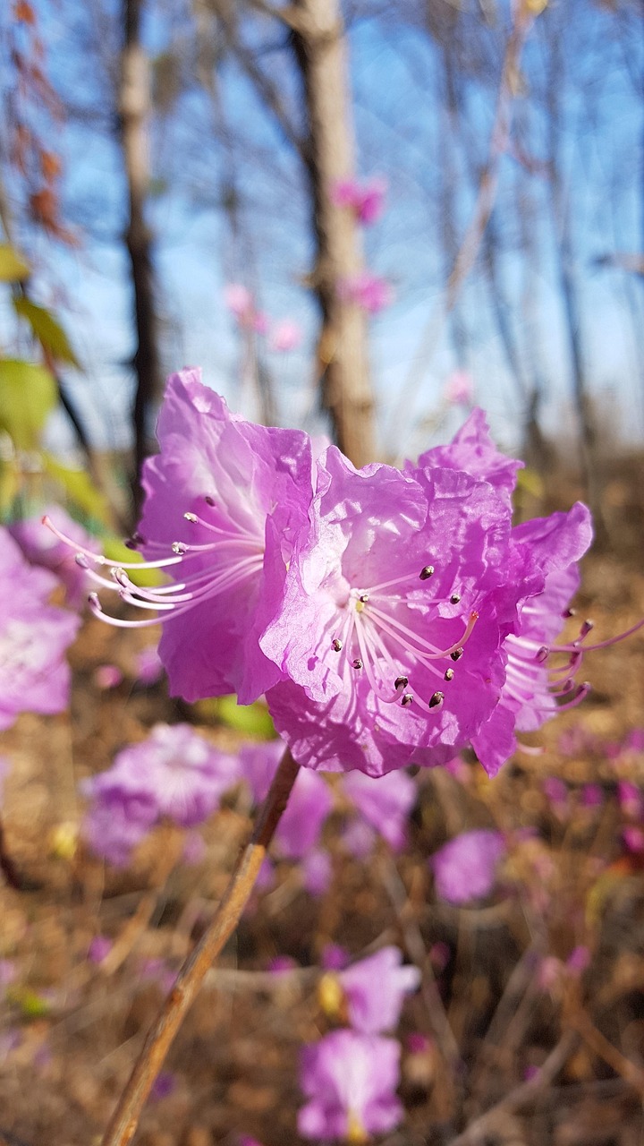 Azalea Flower Spring Azalea Spring Flowers Pink - Free photo on Pixabay - Pixabay