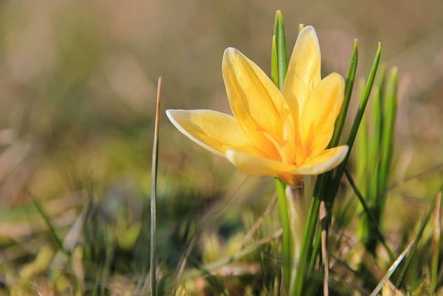 Free Spring Crocuses photo and picture