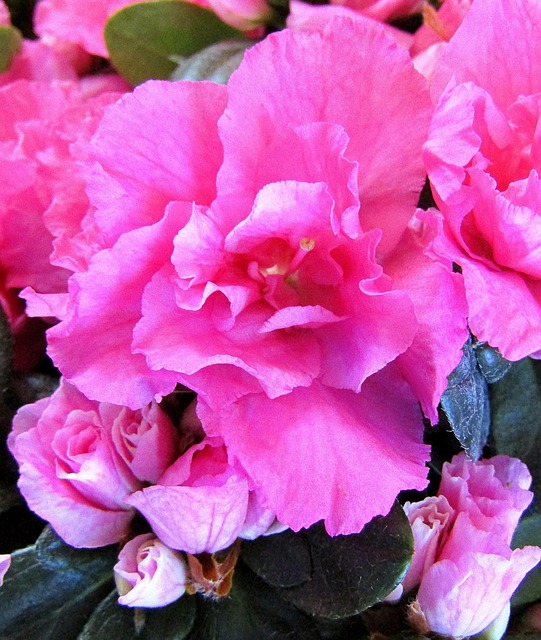 Page 11 - 1,000+ Free Azalea & Spring Photos - Pixabay