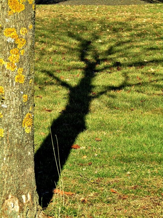 Schatten Baum Rasen Kostenloses Foto auf Pixabay Pixabay