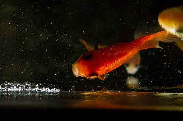 金子 扇尾 鱼 - Pixabay上的免费照片 - Pixabay