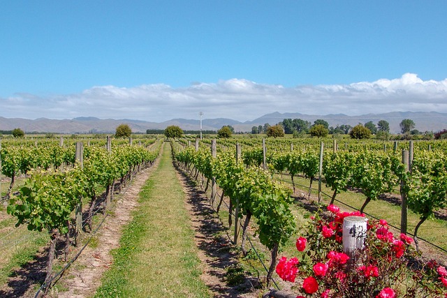 Free Vineyard Rose photo and picture