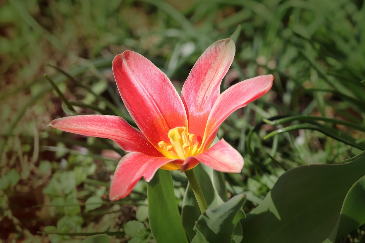 Bunga Tulp Tulipa Potong - Foto gratis di Pixabay - Pixabay