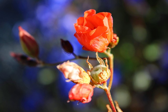 Free Flower Desktop Backgrounds photo and picture