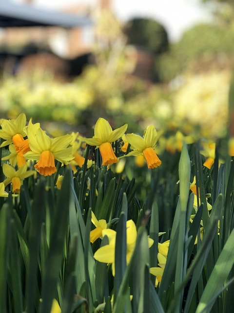 Free Daffodils Spring photo and picture