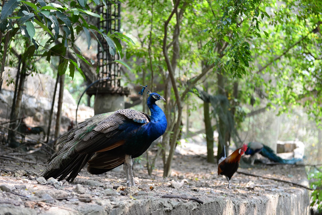 Peacock - free online jigsaw puzzle photo