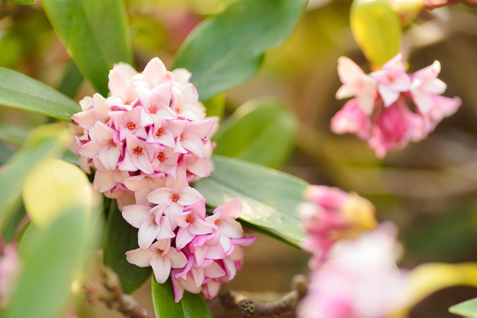 植物 自然 花 Pixabayの無料写真