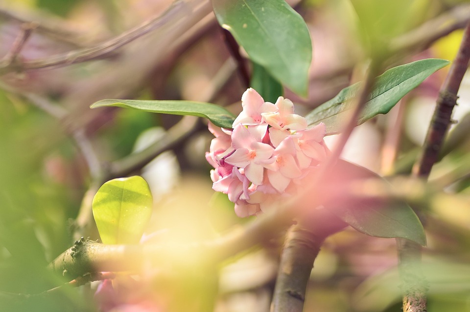 植物 自然 花 Pixabayの無料写真