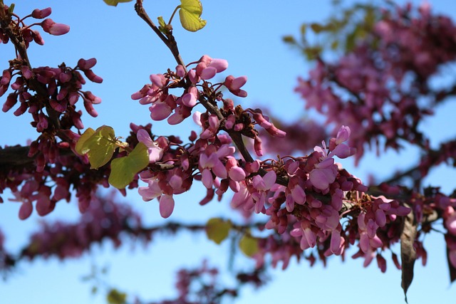 Blomster, Smukke Blomster, Rosenblomst