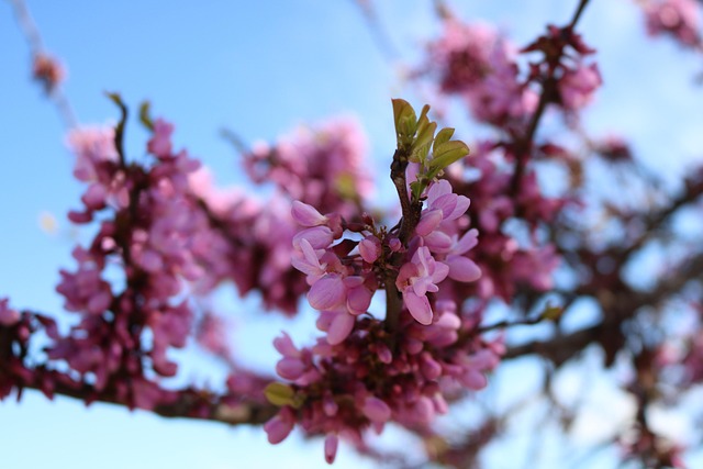Blomster, Blomst Baggrund, Farve, Skat