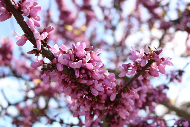 Blomster, Blomst Baggrund, Farve
