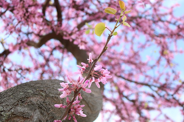 Blomster, Farve, Skat, Skyer, Landskab