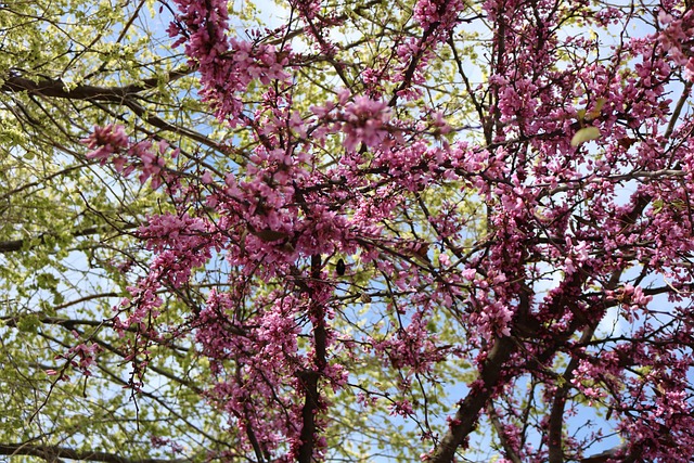 Farve, Blomster, Grøn, Rose, Blomst