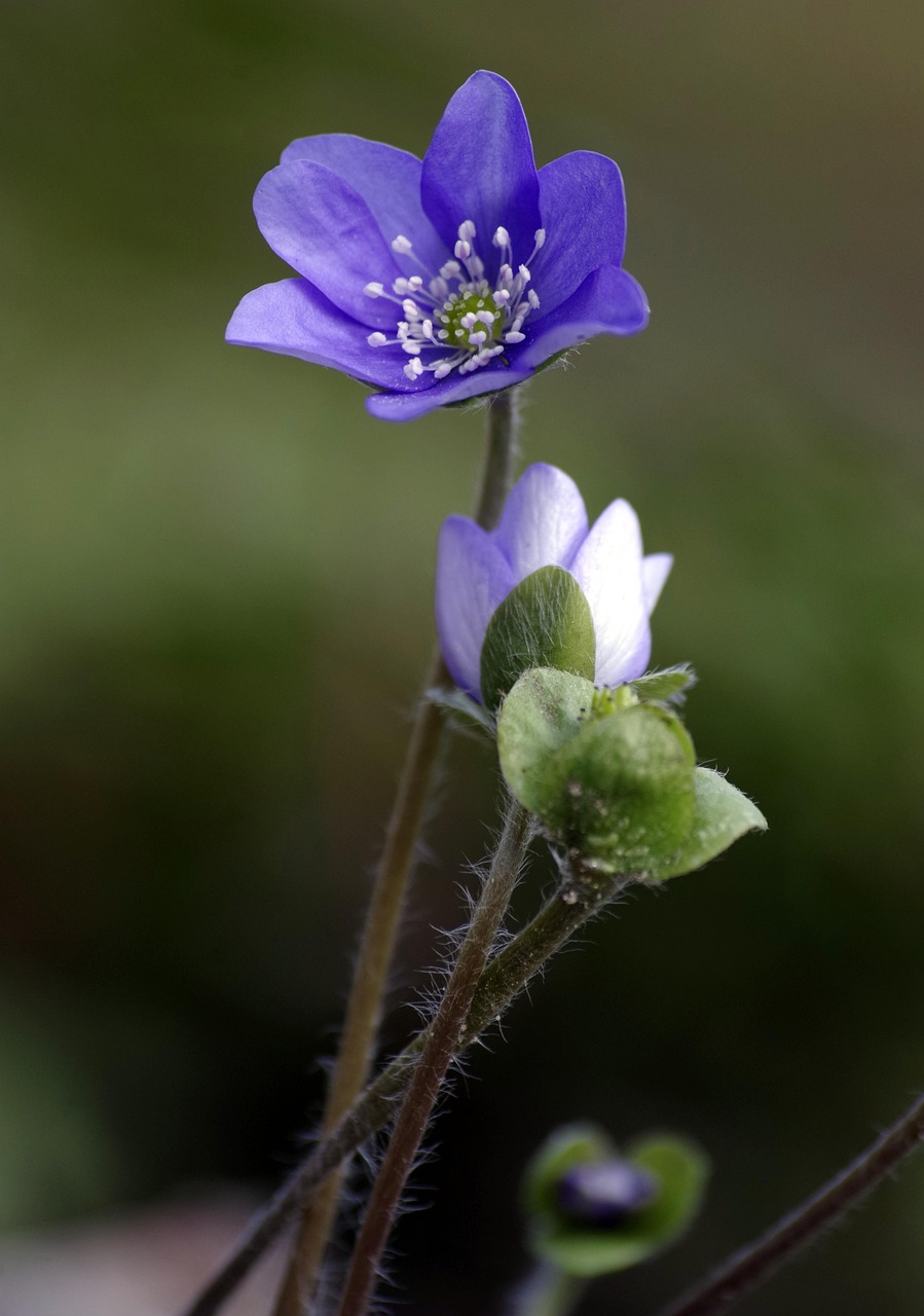 Flor Tolet Macio - Foto gratuita no Pixabay - Pixabay