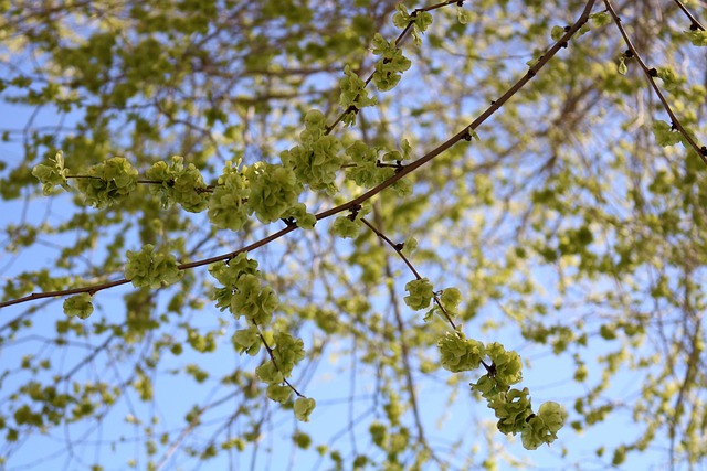 Grøn, Plante, Træ, Natur, Ark, Forår