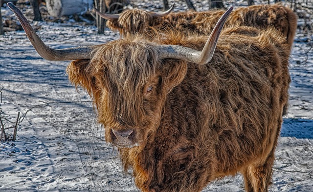 Free Cow Foster photo and picture