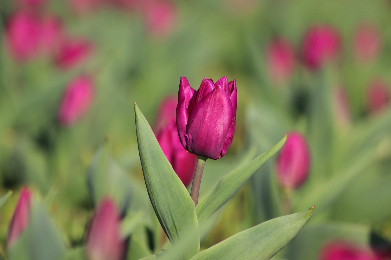Violet Tulip Bloom Primavera Foto gratis en Pixabay Pixabay