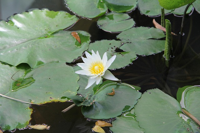 Free Flower Thailand photo and picture
