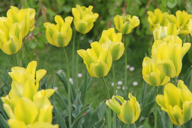 Free Tulips Flowers photo and picture