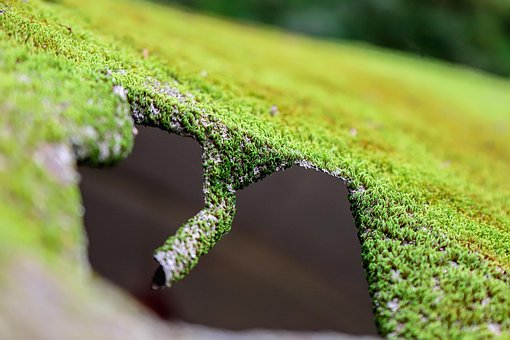 Mugir, Musgo, Naturaleza, Natur, Verde