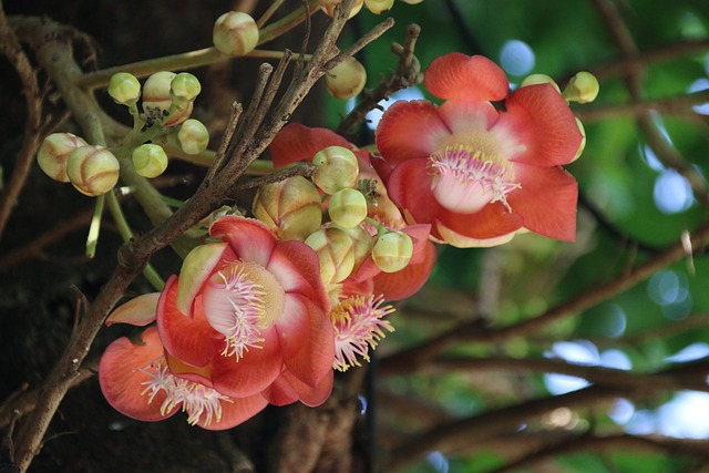 Free Blossoms India photo and picture
