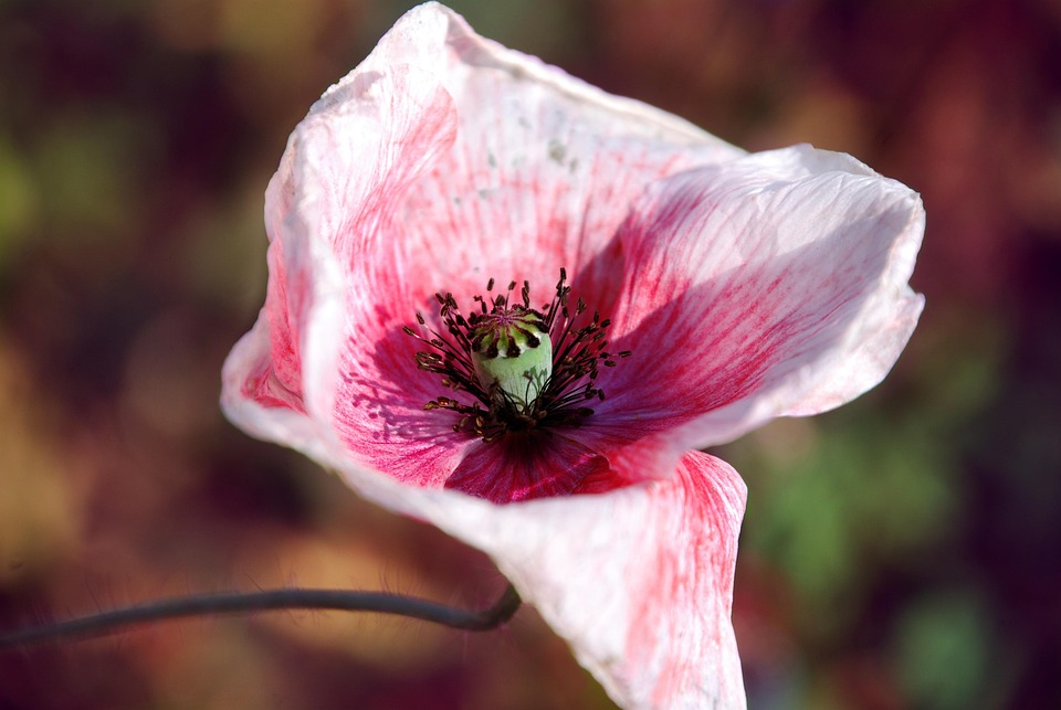 Mohnblume Blüte Mohn - Kostenloses Foto auf Pixabay - Pixabay