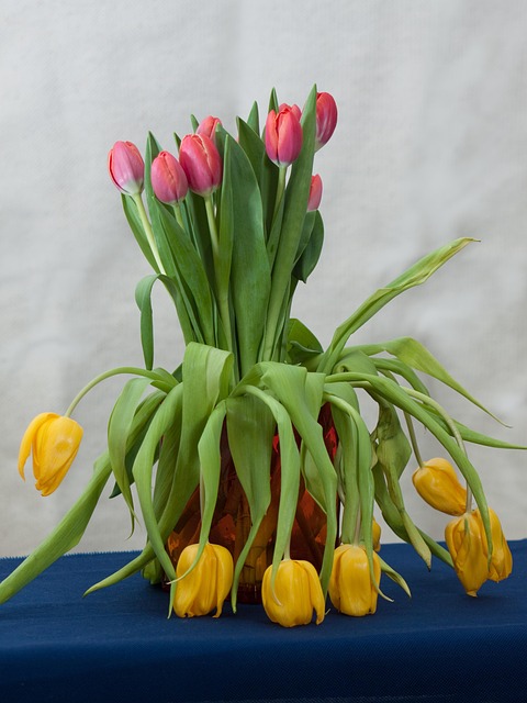 Free Flower Tulips photo and picture