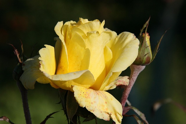 Free Rose Yellow photo and picture