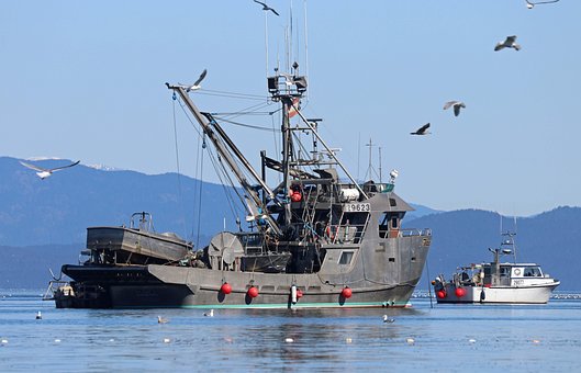 Pesca, Carrera De Arenques, Pescadores